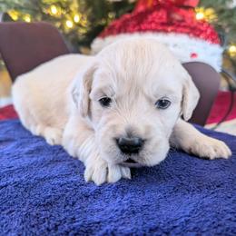 Phoebe - Light golden female Golden Retriever puppy in Walnut Grove, Missouri from Forever Your Puppies