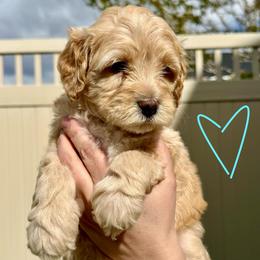 Light Blue Sweetheart - Girl 1 - Yellow and white female Bernedoodle puppy in South Jordan, Utah from Ellas.Pups (Bernedoodles & Cavapoos)