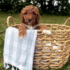 Sparkler - Red  female Goldendoodle puppy in Gower, Missouri from Hillside Paws