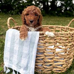 Sparkler - Red  female Goldendoodle puppy in Gower, Missouri from Hillside Paws