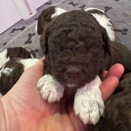 Rosa - Brown female Lagotto Romagnolo puppy in Chehalis, Washington from Scarlet Oak Lagotti