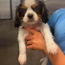 Girl - Tri-color female Cavalier King Charles Spaniel puppy in Indiana from Elm Creek Cavaliers
