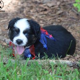 Scout- Black Tri Female (red factored) - Black tri female Miniature Australian Shepherd puppy in Nacogdoches, Texas from TK Standard, Mini, & Toy Aussies