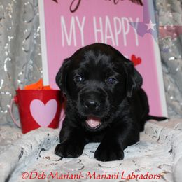 Female 6 - Black Labrador Retriever puppy in Liberty Hill, Texas from Mariani Labrador Retrievers