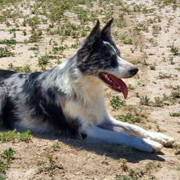 Spring - Border Collie