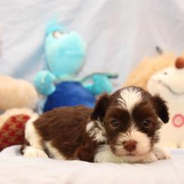 AKC Female 3 - Chocolate female Havanese puppy in South Carolina from Premier Havanese Dogs