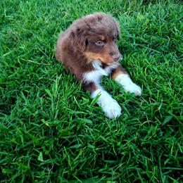 Draco - Red tri-color male Australian Shepherd puppy in Calvert City, Kentucky from Timber Creek Aussies