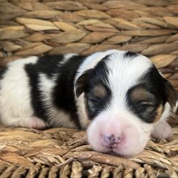 Cutie Pie - Black and tan female Pembroke Welsh Corgi puppy in Muldrow, Oklahoma from Dean’s Rustic Ranch Corgis and Horses