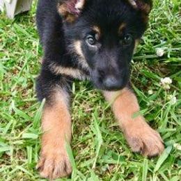 German Shepherd Puppies from Rain's Legacy German Shepherds
