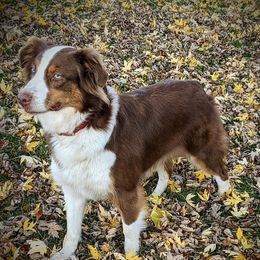 Liberti - Australian Shepherd