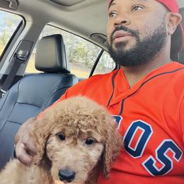 Goldendoodle and Golden Retriever Puppies from Were The Mack'Doodles