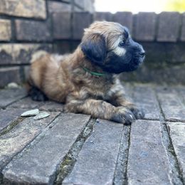 Soft Coated Wheaten Terrier Puppies from Warzalas wheatens