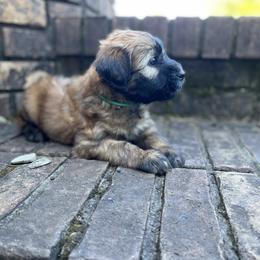 Soft Coated Wheaten Terrier Puppies from Warzalas wheatens