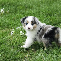Australian Shepherd Puppies from Real McCoy Australian Shepherds