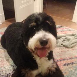 Bernedoodle All Grown Up from Backwoods Bernedoodles