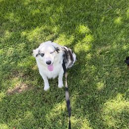 Miniature Australian Shepherds and Toy Australian Shepherds from Daisy Grove Aussies