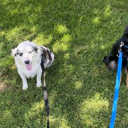Miniature Australian Shepherds and Toy Australian Shepherds from Daisy Grove Aussies