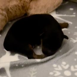 Yorkshire Terrier puppies from Happy Healthy Yorkies