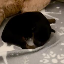 Yorkshire Terrier puppies from Happy Healthy Yorkies
