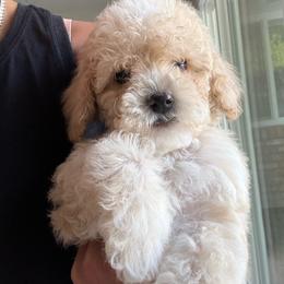 Walter - Buff and white male Cockapoo puppy in Yuba City, California from The Doodle Barn