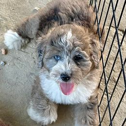 Pepper - Blue merle female Australian Shepherd puppy in Sacramento, California from Bline's Awesome Aussies CA