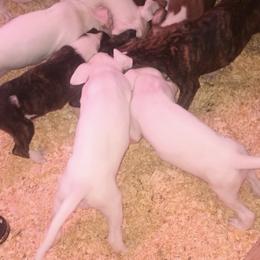 No name - White female Boxer puppy in Minnesota from Timmies Boxers