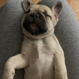 French Bulldog Puppies from Bella’s Babies