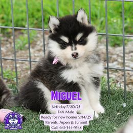 Miguel - Black and white male Pomsky puppy in Humeston, Iowa from M.A.R. Dogs
