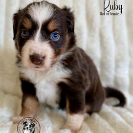 Ruby - Red tri female Miniature Australian Shepherd puppy in East Berlin, Pennsylvania from Dusty Spring Australian Shepherds, LLC