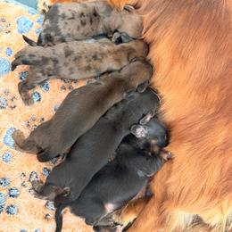 Shaded red dapple - Dapple male Dachshund puppy in Santa Rosa, California from Signature Mini Dachshunds