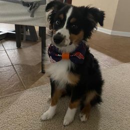 Miniature Australian Shepherd All Grown Up from Kountryside Mini Aussies