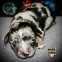 Salem - Blue merle female Australian Shepherd puppy in El Dorado Springs, Missouri from HP Aussie Kennels