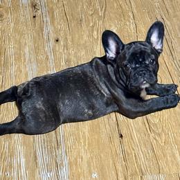 American Bully and French Bulldog Puppies from Bolt Action Kennel