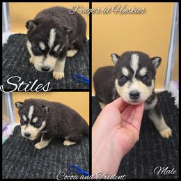 Stiles - Black and white male Siberian Husky puppy in Bloomfield, Indiana from Paiges lil huskies