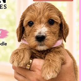 Kiwi: Light Pink Collar - Apricot female Goldendoodle puppy in Raceland, Louisiana from Cajun Doodles