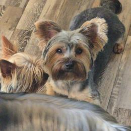 Genni - Yorkshire Terrier