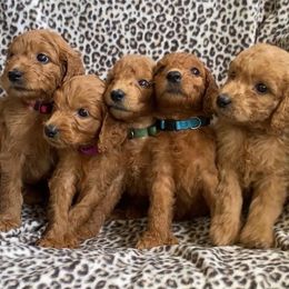 Goldendoodle Puppies from Poppy's Puppies