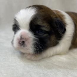 Shih Tzu Puppies from Little Miracles Shih Tzu