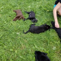 Labrador Retriever Puppies from Copper Creek Outfitters and Kennel
