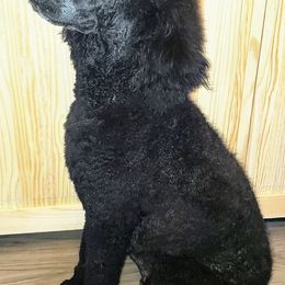 Poodles from Rines Ridge Poodles