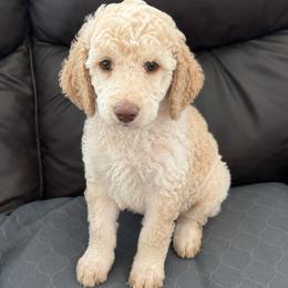 Waffles - Parti male Poodle puppy in Surprise, Arizona from Gentle Paw Goldendoodles