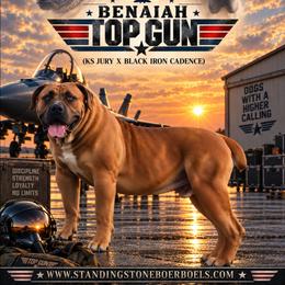 Gunner - Boerboel