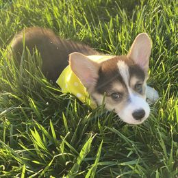 Pembroke Welsh Corgi Puppies from Cactus Corgis