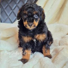 Blaze - Phantom male Poodle puppy in Cleveland, Georgia from Jam's Doodles And Poodles