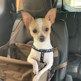 Cam - Chihuahua
