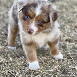 Poppy - Red merle female Miniature Australian Shepherd puppy in Mc Lean, Illinois from Kickapoo Creek Toy & Mini Aussies
