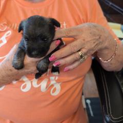 Jester - Salt and pepper male Miniature Schnauzer puppy in Huron, Tennessee from Wilma's Paw-Paw Patch