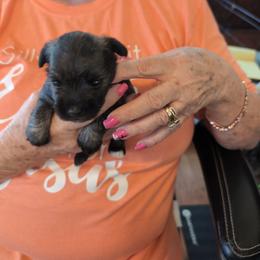Jester - Salt and pepper male Miniature Schnauzer puppy in Huron, Tennessee from Wilma's Paw-Paw Patch