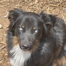 Tucker - Australian Shepherd