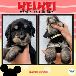 Hei Hey (Yellow) - male Golden Mountain Doodle puppy in Boiling Springs, South Carolina from OlliePups, LLC